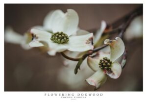 Blomsterkornel - Cornus Florida plakat