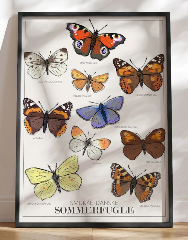 Plakat med sommerfugle - 10 almindelige danske sommerfugle