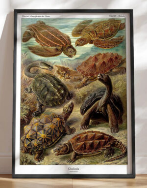 Ernst Haeckel plakat - Chelonia (skildpadder)