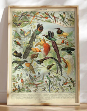 Adolphe Millot - Oiseaux - Plakat med fugle