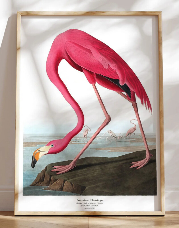 American Flamingo af John James Audubon
